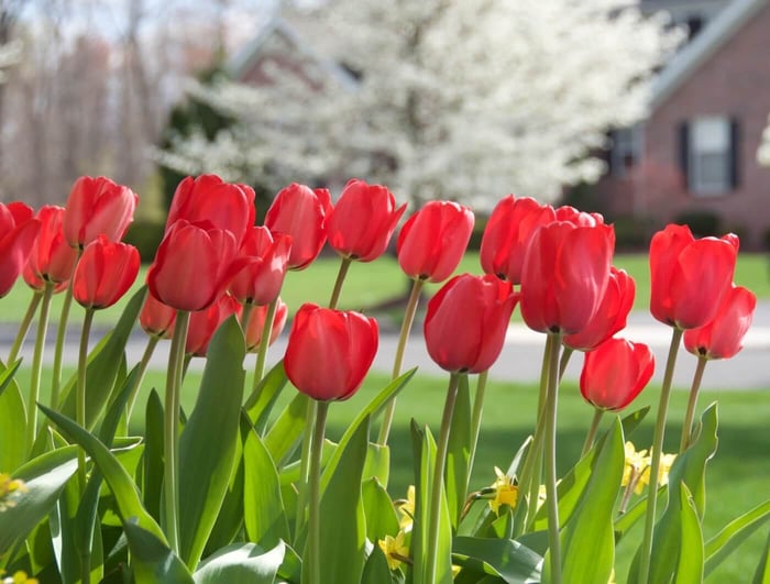 red_impression_in_garden.jpg?v=1765891625