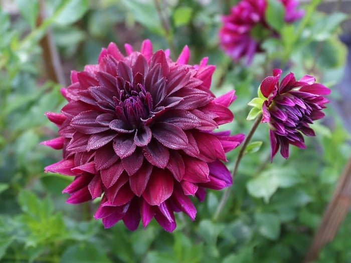 How to Use Burgundy Flowers and Foliage - Longfield Gardens