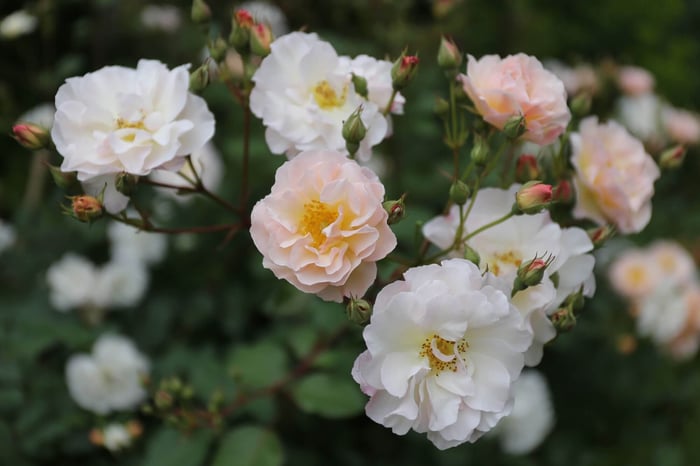 Spring Checklist for Flower Gardeners - Longfield Gardens