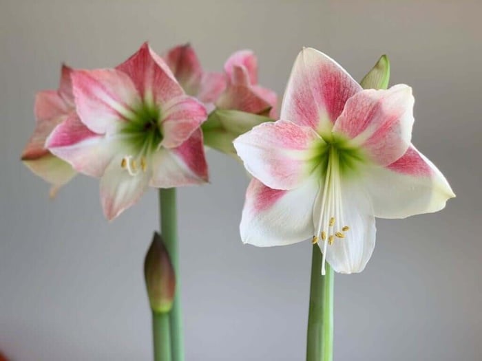 Amaryllis of a Different Color - Longfield Gardens