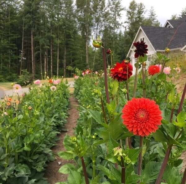 Expert Tips for Cutting, Conditioning and Arranging Dahlias - Longfield Gardens