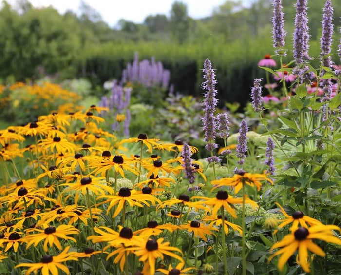 8 Tips for a Water-Saving Flower Garden - Longfield Gardens