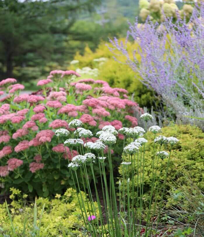 perennial-garden-with-liatris.jpg