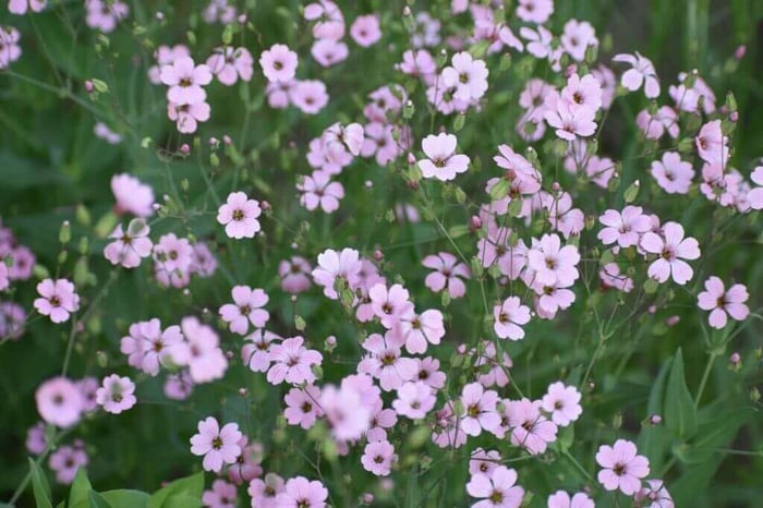 Best fillers for a cut flower garden longfield gardens