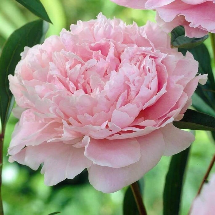 Tips for Using Peonies as Cut Flowers Longfield Gardens