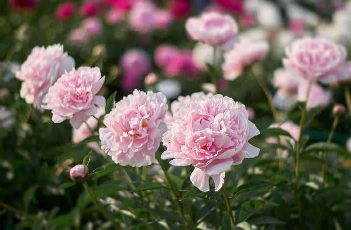 Sarah Bernhardt Peony - Longfield Gardens