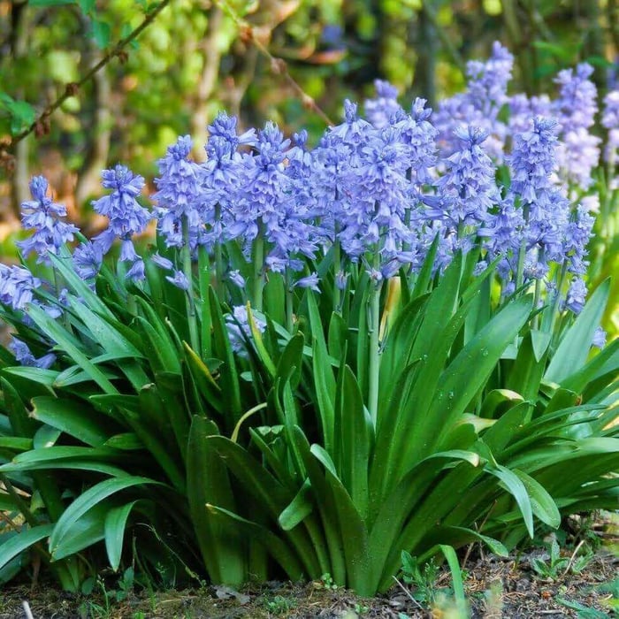 New-Flowers-for-your-Spring-Garden - Longfield Gardens