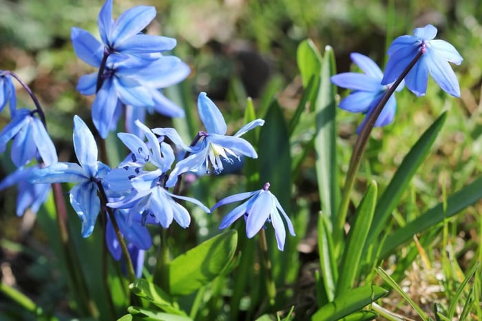 How to Plant a Carpet of Blue Spring Flowers - Longfield Gardens