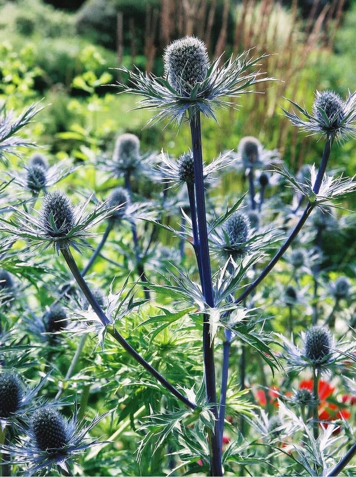 How to Use Blue Flowers in Your Garden - Longfield Gardens