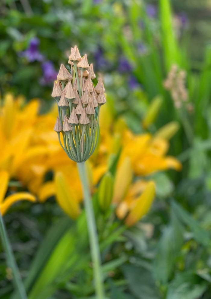 A Wonderful Allium by Any Name Sicilian Honey Garlic - Longfield Gardens