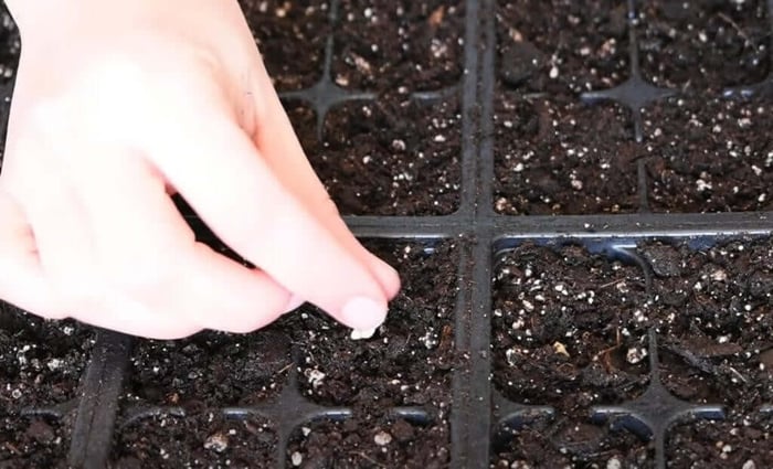 How to Start Flower Seeds Indoors - Longfield Gardens