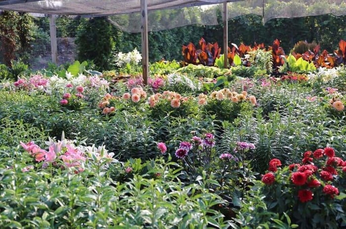 Growing Dahlias in Hot Weather - Longfield Gardens