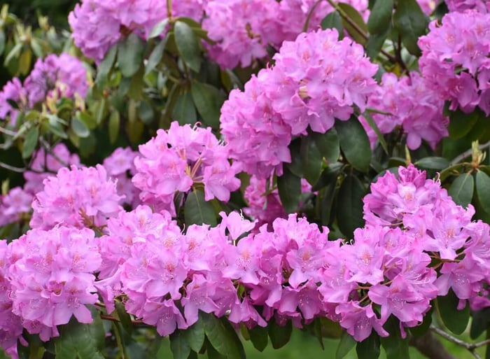 Best Cut Flowers for Shady Gardens - Longfield Gardens