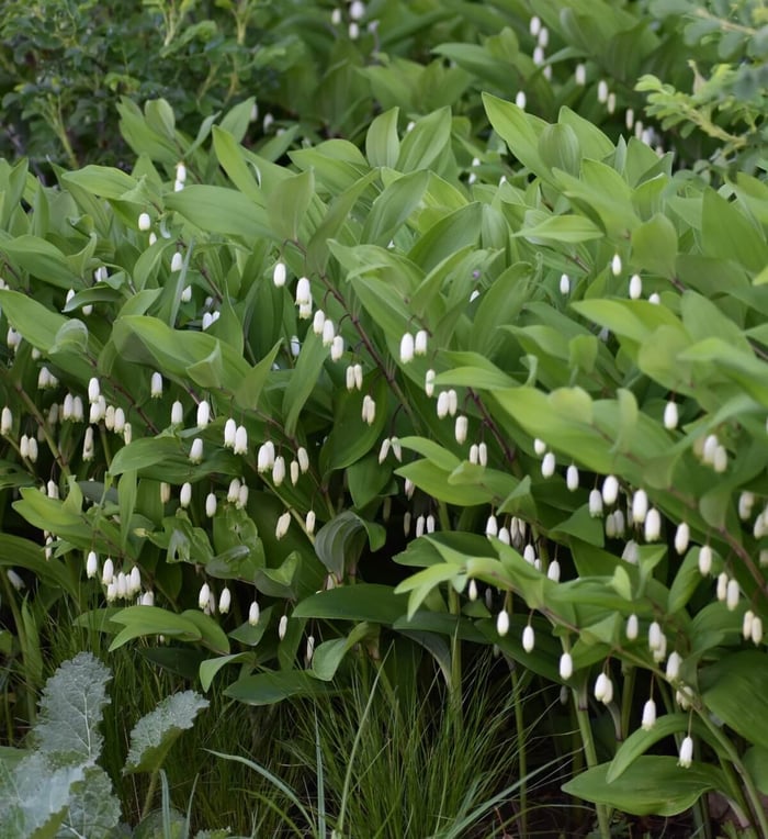 Best Cut Flowers for Shady Gardens - Longfield Gardens