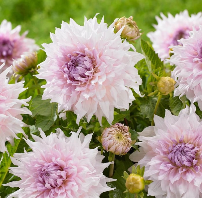 New Dahlias for Your 2019 Flower Garden - Longfield Gardens