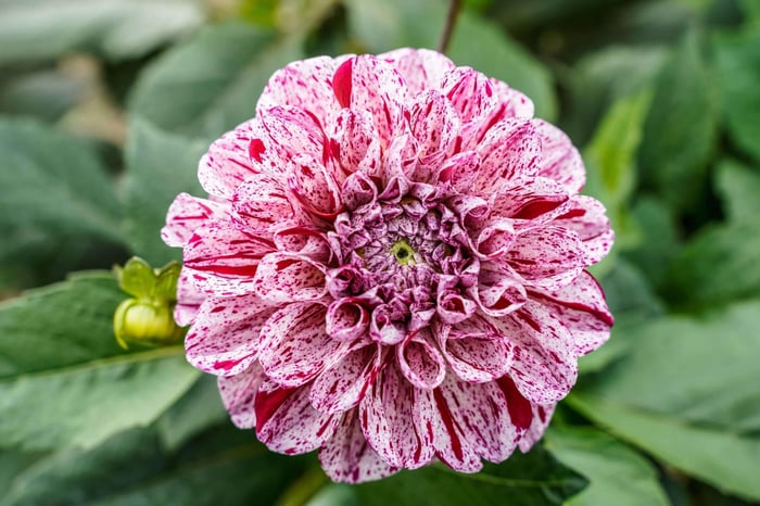 New Dahlias for 2022 - Longfield Gardens