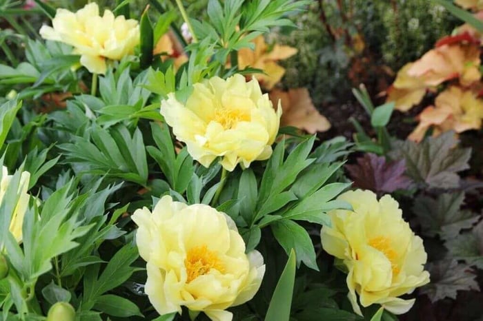 How to Grow Peonies in the South - Longfield Gardens