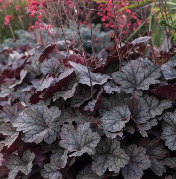 Colorful-Heucheras-for-Sun-or-Shade-Longfield Gardens