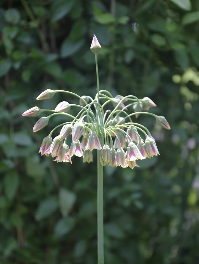 A Wonderful Allium by Any Name Sicilian Honey Garlic - Longfield Gardens