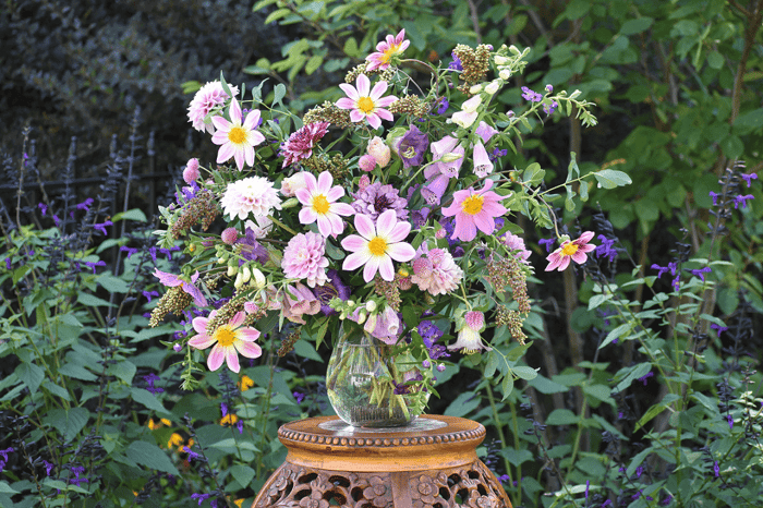 Dahlia Flower Forms for the garden and vase longfield gardens