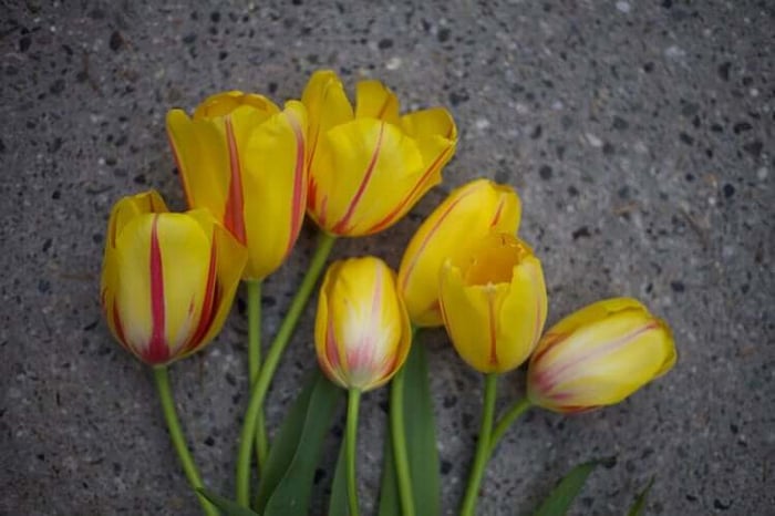 Expert Tips for Cutting and Arranging Spring Flowers - Longfield Gardens