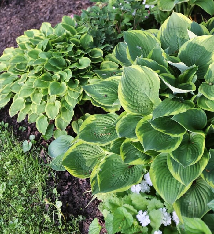 7 Tips for Growing Hostas - Longfield Gardens