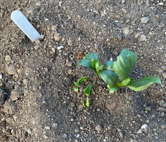 10 Questions About Growing Dahlias - Longfield Gardens