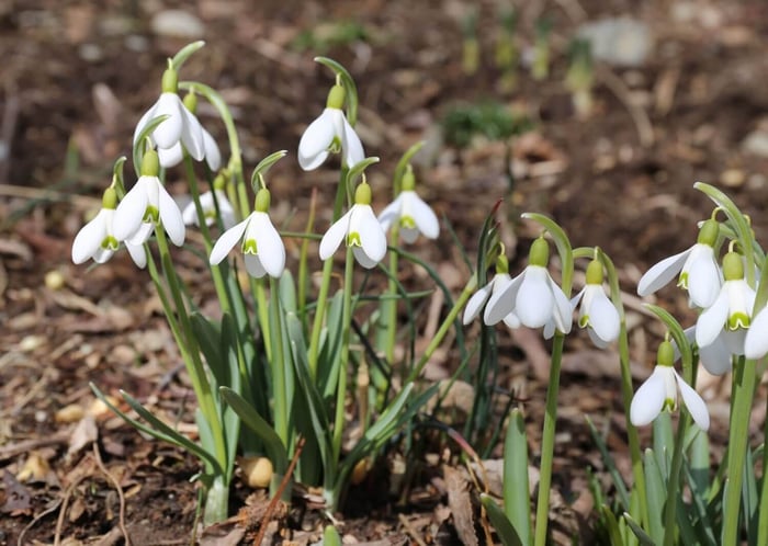 Early Blooming Bulbs for the First Flowers of Spring - Longfield Gardens