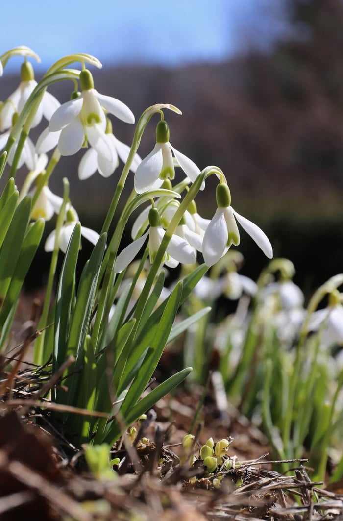 Early Blooming Bulbs for the First Flowers of Spring - Longfield Gardens