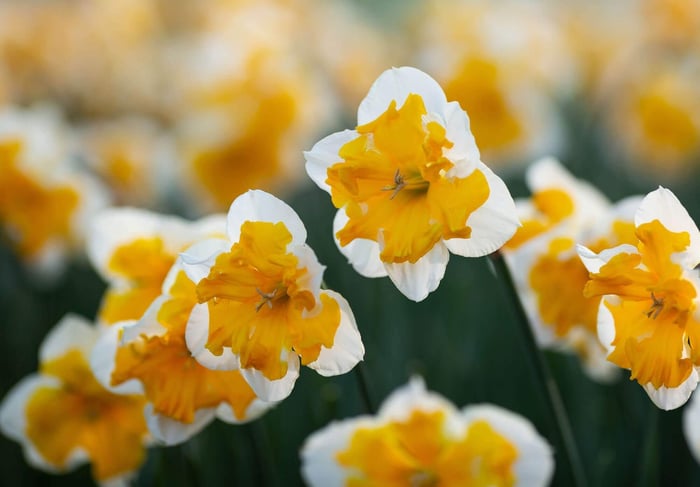 What to Plant This Fall: Inspiration from Holland - Longfield Gardens