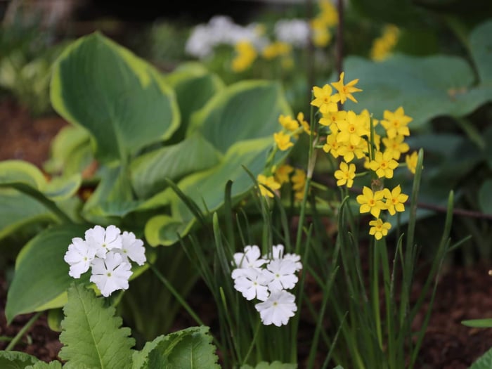 Best Companion Plants for Hostas - Longfield Gardens