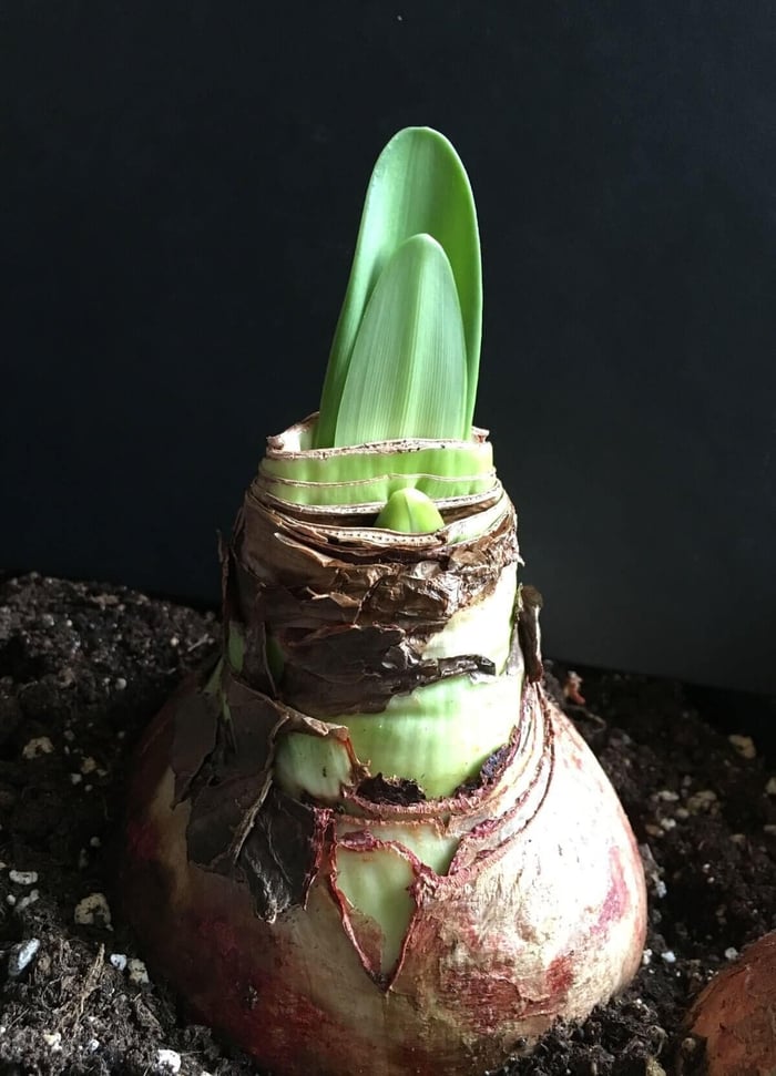 Amaryllis All Winter Long - Longfield Gardens