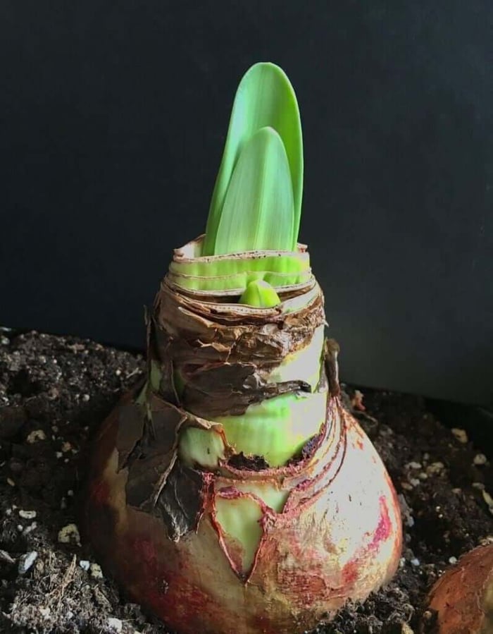 Amaryllis Bulbs: Give a Gift That Grows- Longfield Gardens