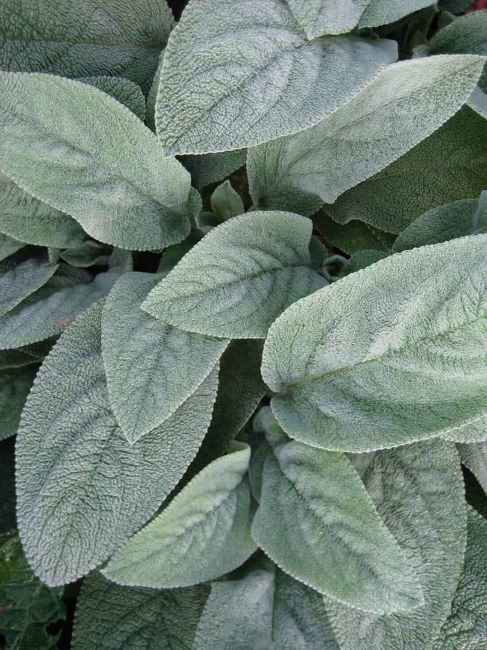 The Chelsea Chop How and Why to Prune Perennials - Longfield Gardens