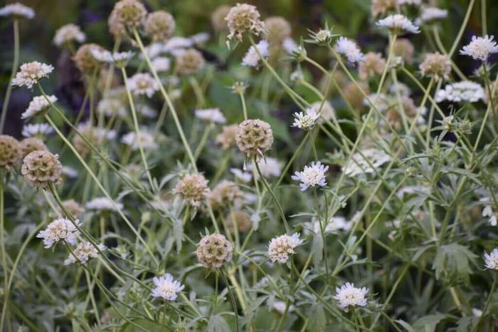 Best Fillers for a Cut Flower Garden Longfield Gardens