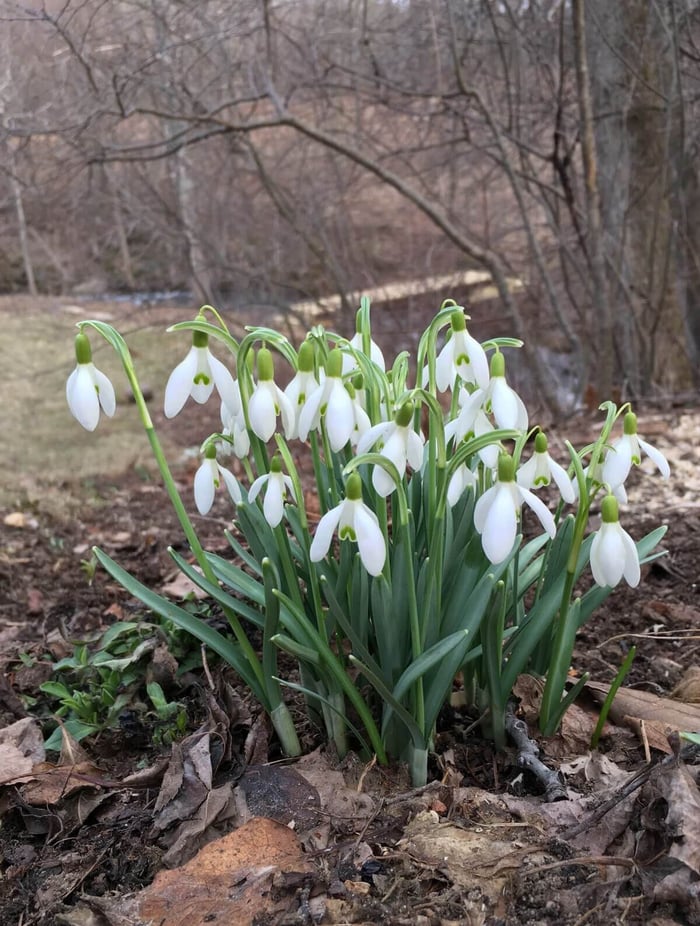 How to Grow Snowdrops - Longfield Gardens