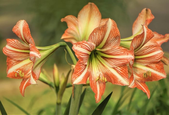 Amaryllis With a Difference - Longfield Gardens