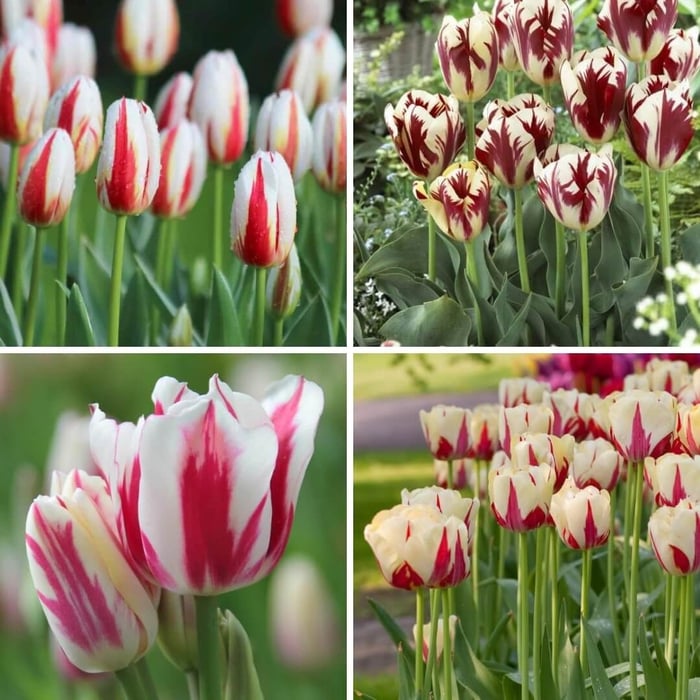Striped Tulips in the Spotlight - Longfield Gardens