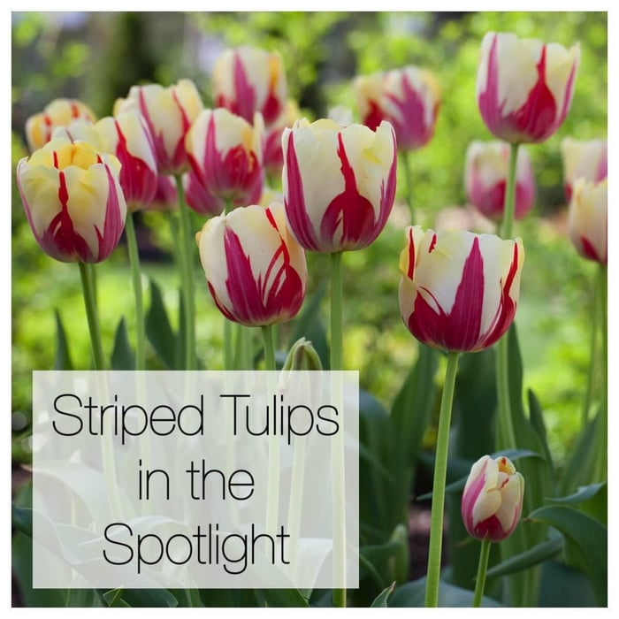 striped_tulips_1.jpg?v=1765892141