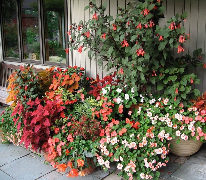 How to Group Container Plants Tips from Great Dixter - Longfield Gardens