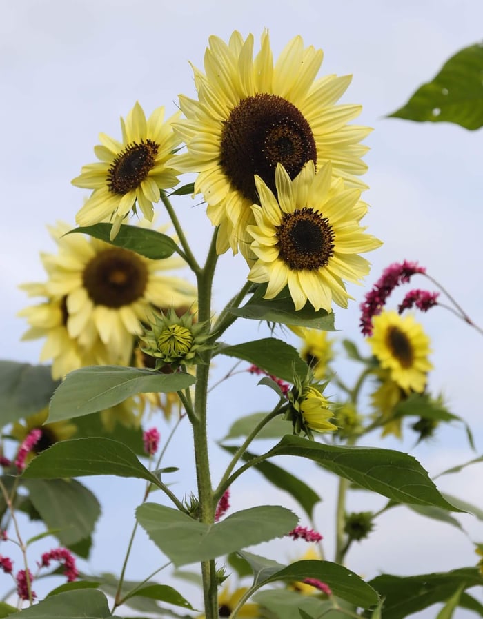 Design-Tips-for-Cottage-Gardens-Longfield-Gardens