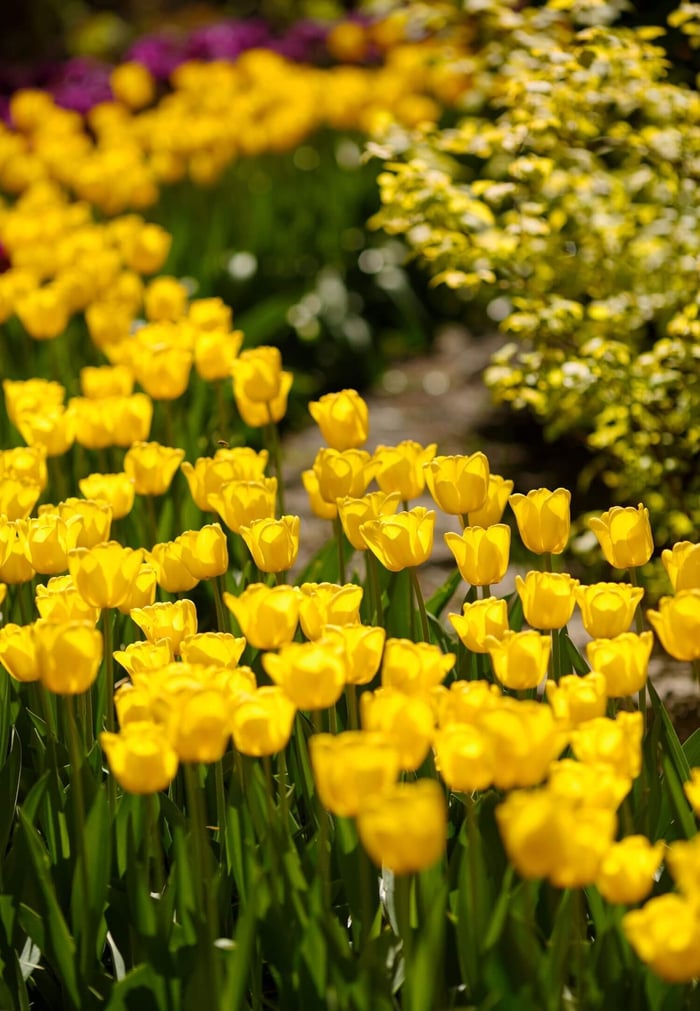 How to Use Yellow in Your Flower Garden - Longfield Gardens