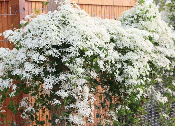 Perennials-for-Late-Summer-Color-Longfield-Gardens