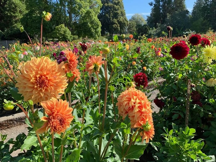 Dahlia-Display-Gardens-Longfield-Gardens