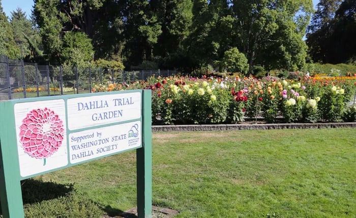Dahlia-Display-Gardens-Longfield-Gardens