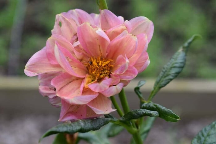 tarnishplantbugincenteranddamage