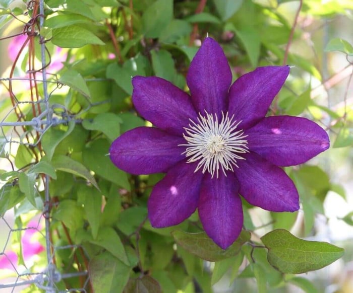 Give Your Garden a Lift with Clematis - Longfield Gardens