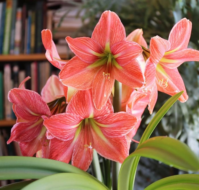 Amaryllis With a Difference - Longfield Gardens