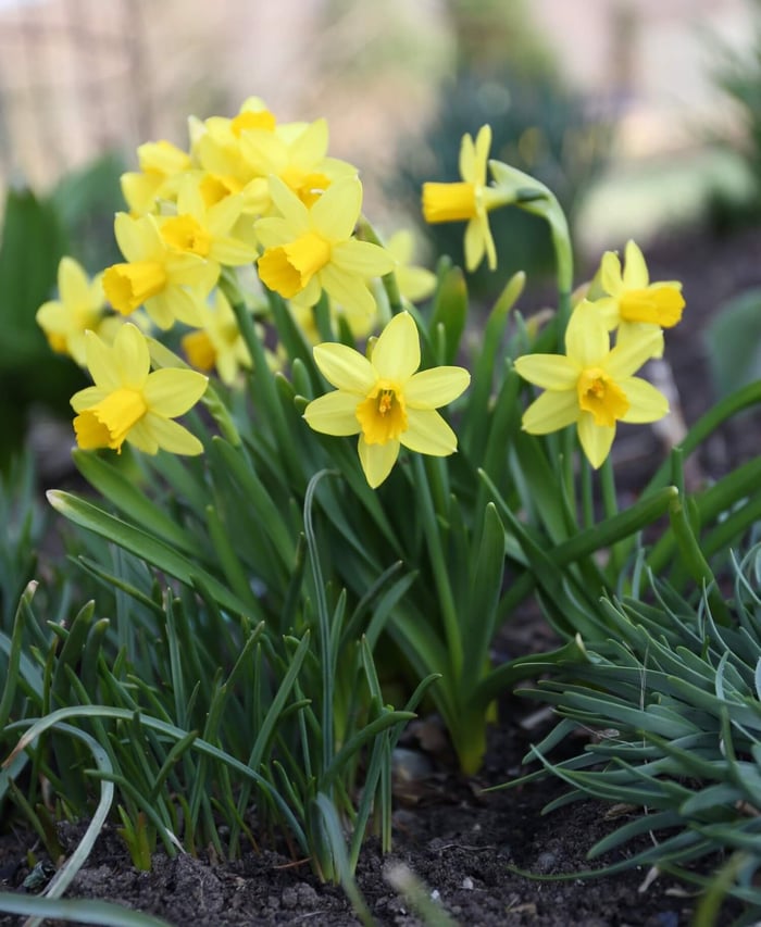 Best Daffodils for the South - Longfield Gardens