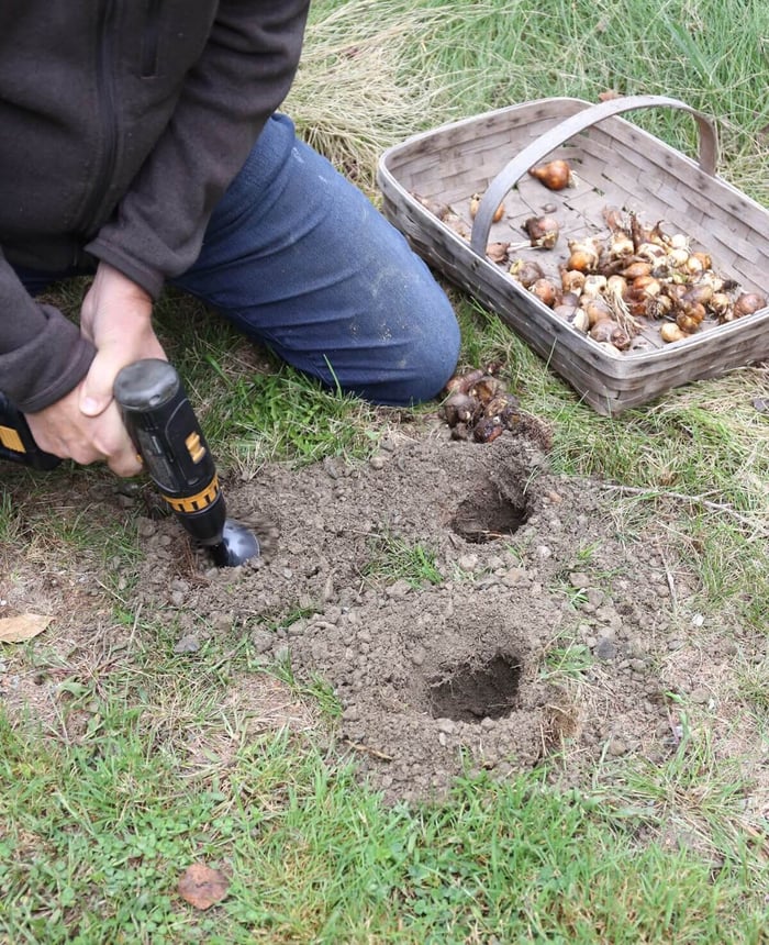 Planting Flower Bulbs with a Soil Auger and Power Drill - Longfield Gardens